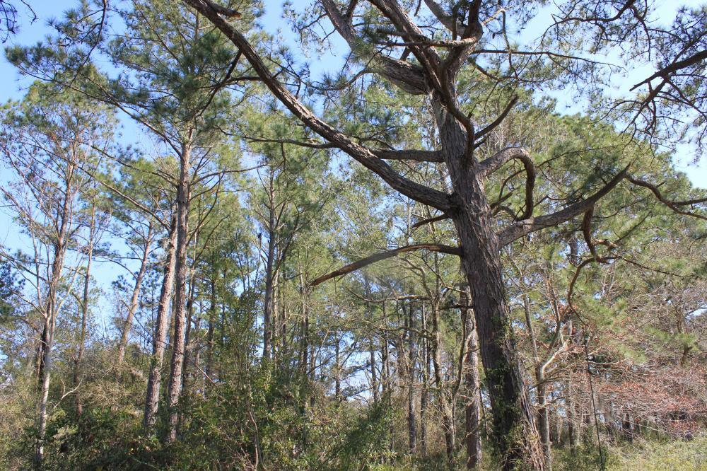 4756 Toogoodoo Farm Road Meggett, SC 29449 - Photo 4 of 13 4