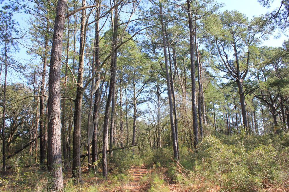 4756 Toogoodoo Farm Road Meggett, SC 29449 - Photo 6 of 13 6