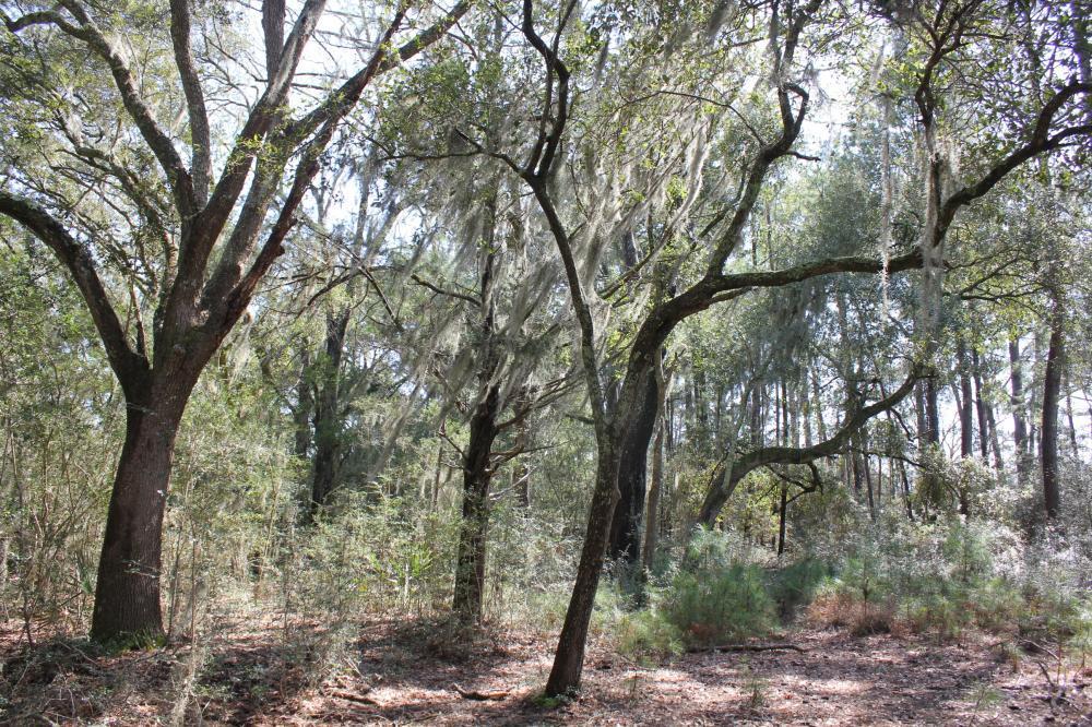 4756 Toogoodoo Farm Road Meggett, SC 29449 - Photo 9 of 13 9