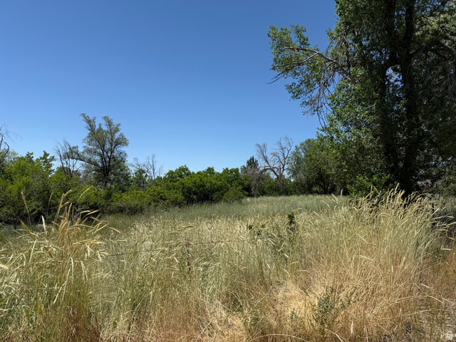 1792 Valley View Drive Layton, UT 84040 - Photo 1 of 18 Expansive natural landscape featuring tall, golden grasses and mature green trees under a clear blue sky