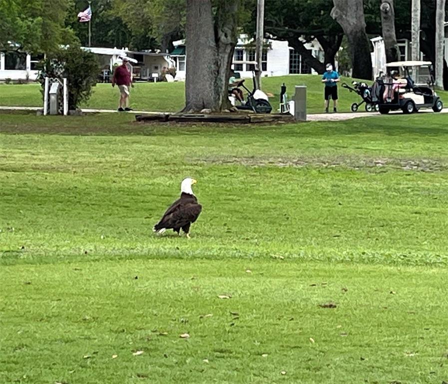 1100 South Belcher Road, Unit 152 Largo, FL 33771 - Photo 9 of 19 a backyard of a house with lots of green space and fountain