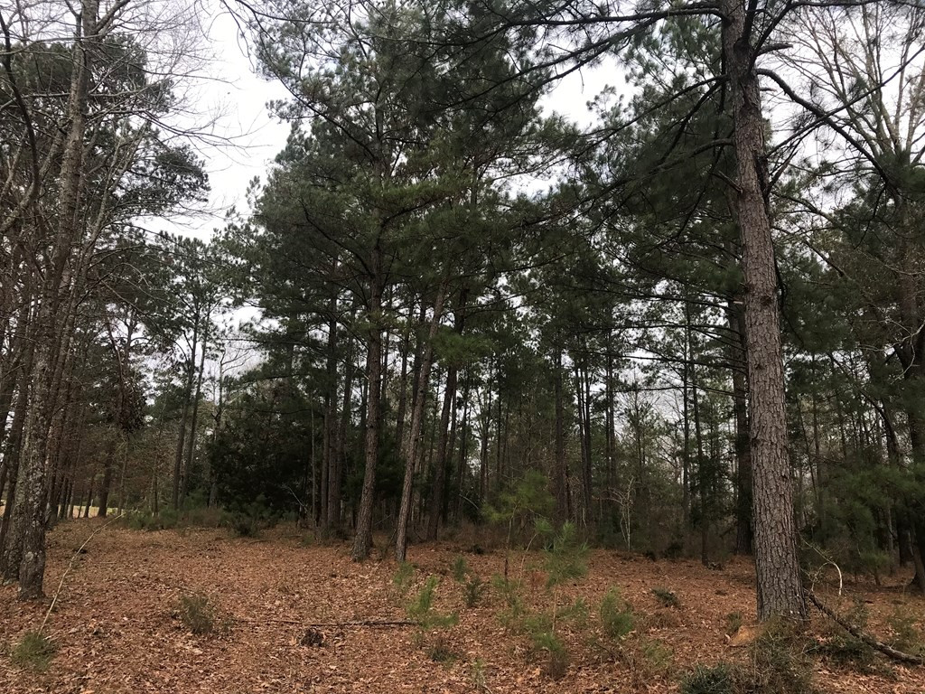 1 Pike County Line Road Summit, MS 39666 - Photo 2 of 27 Photo 2