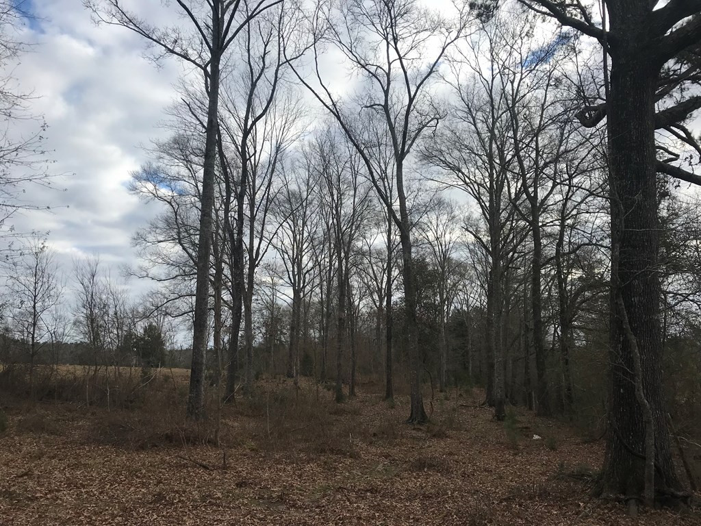 1 Pike County Line Road Summit, MS 39666 - Photo 3 of 27 Photo 3