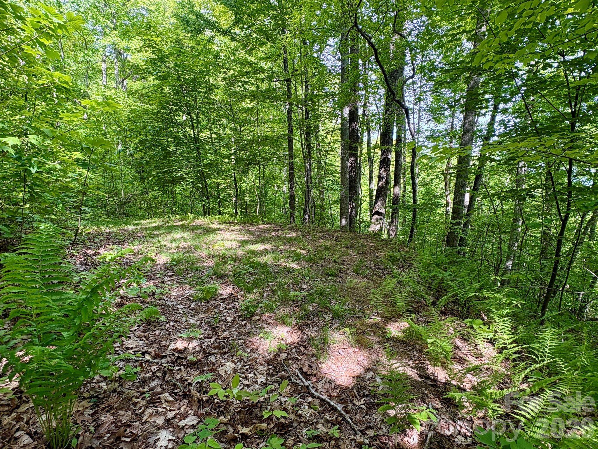 0 Carpenter Road Bryson City, NC 28713 - Photo 19 of 30 Gallery Image 19