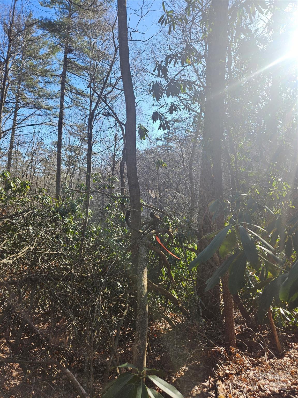 Lot 5 Ruffed Grouse Road Cashiers, NC 28717 - Photo 12 of 12 Gallery Image 12
