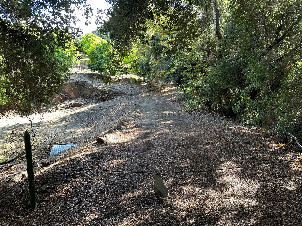 a view of a yard with large trees