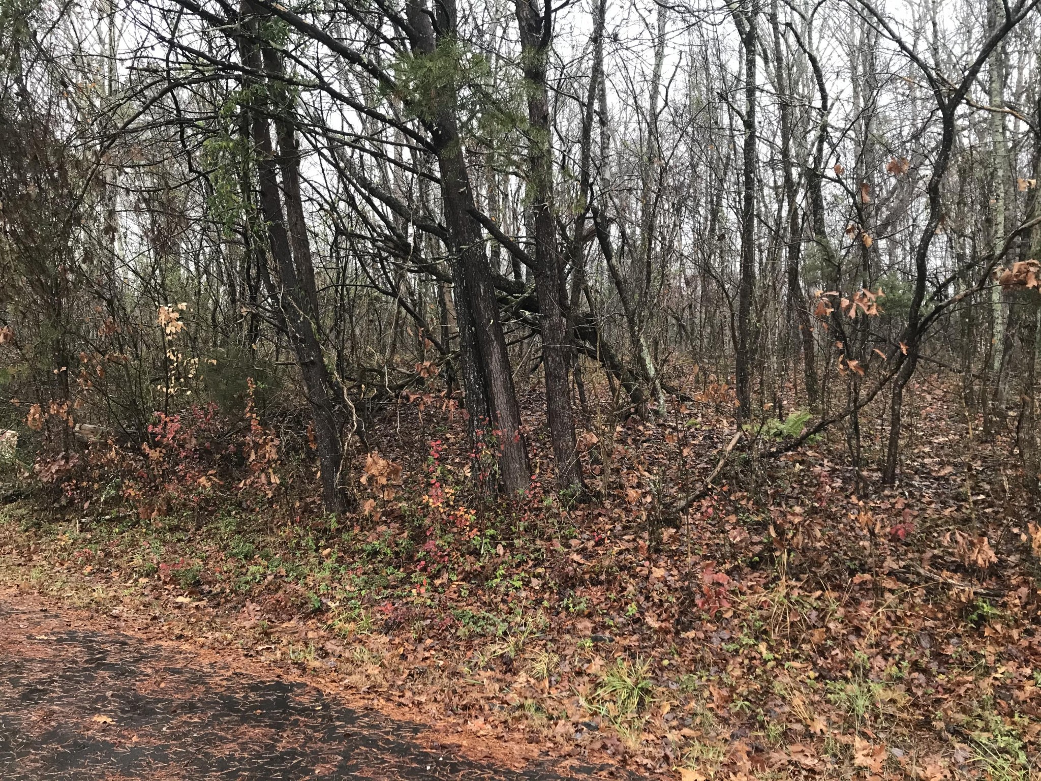 0 Buck Creek Road Kingston, TN 37763 - Photo 3 of 7 Gallery Image 3