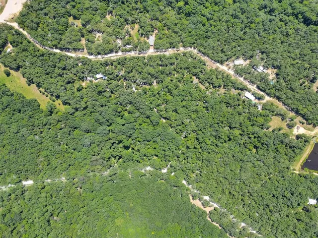 a view of a yard with plants and large trees
