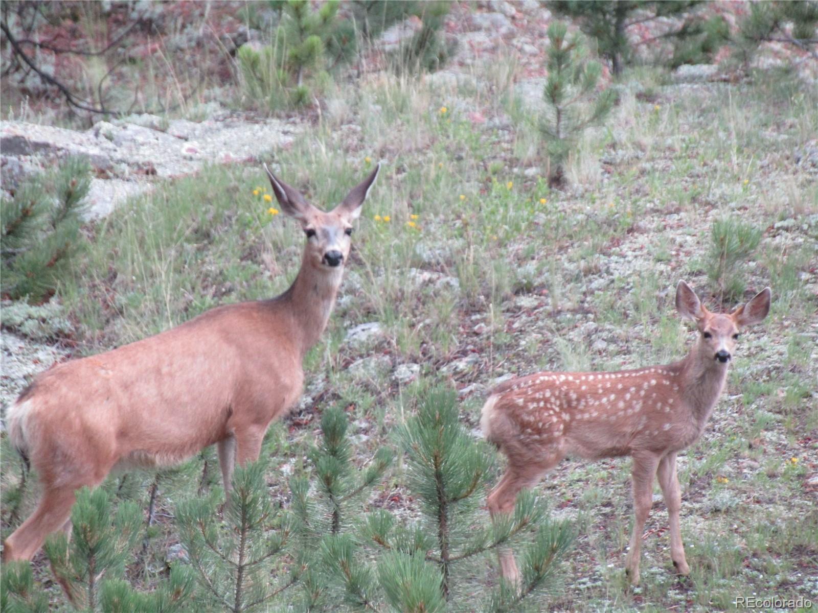 694 Gross Road Bailey, CO 80421 - Photo 10 of 24 a view of a yard with plants