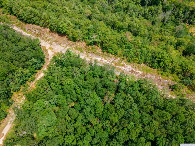 a view of a lush green forest with lots of trees