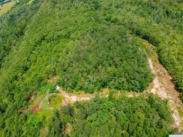 a view of a lush green forest