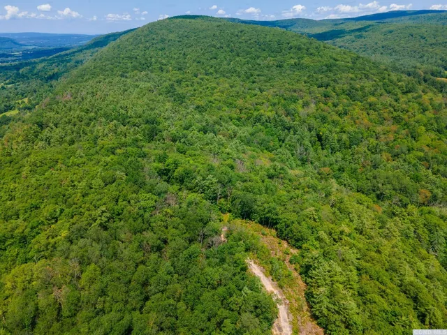 a view of a big yard with plants and large trees