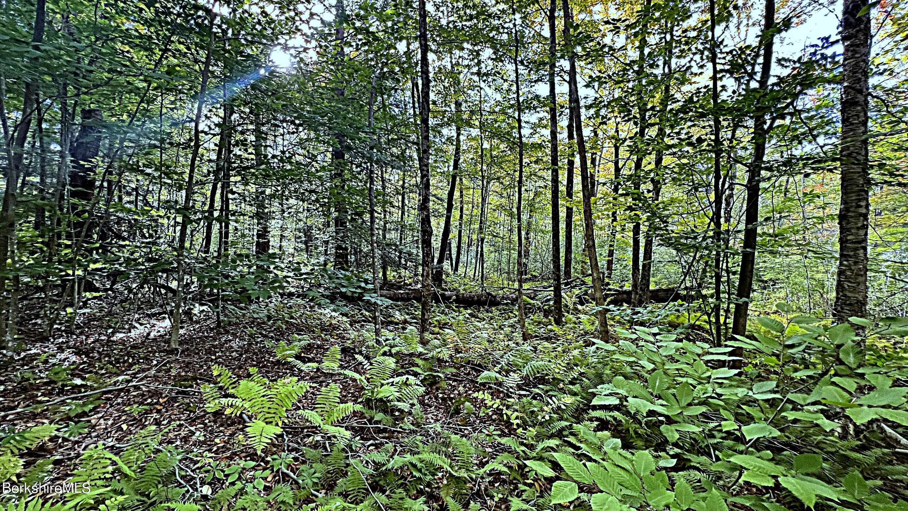 Becket Road Otis, MA 01253 - Photo 2 of 12 a view of outdoor space and green space