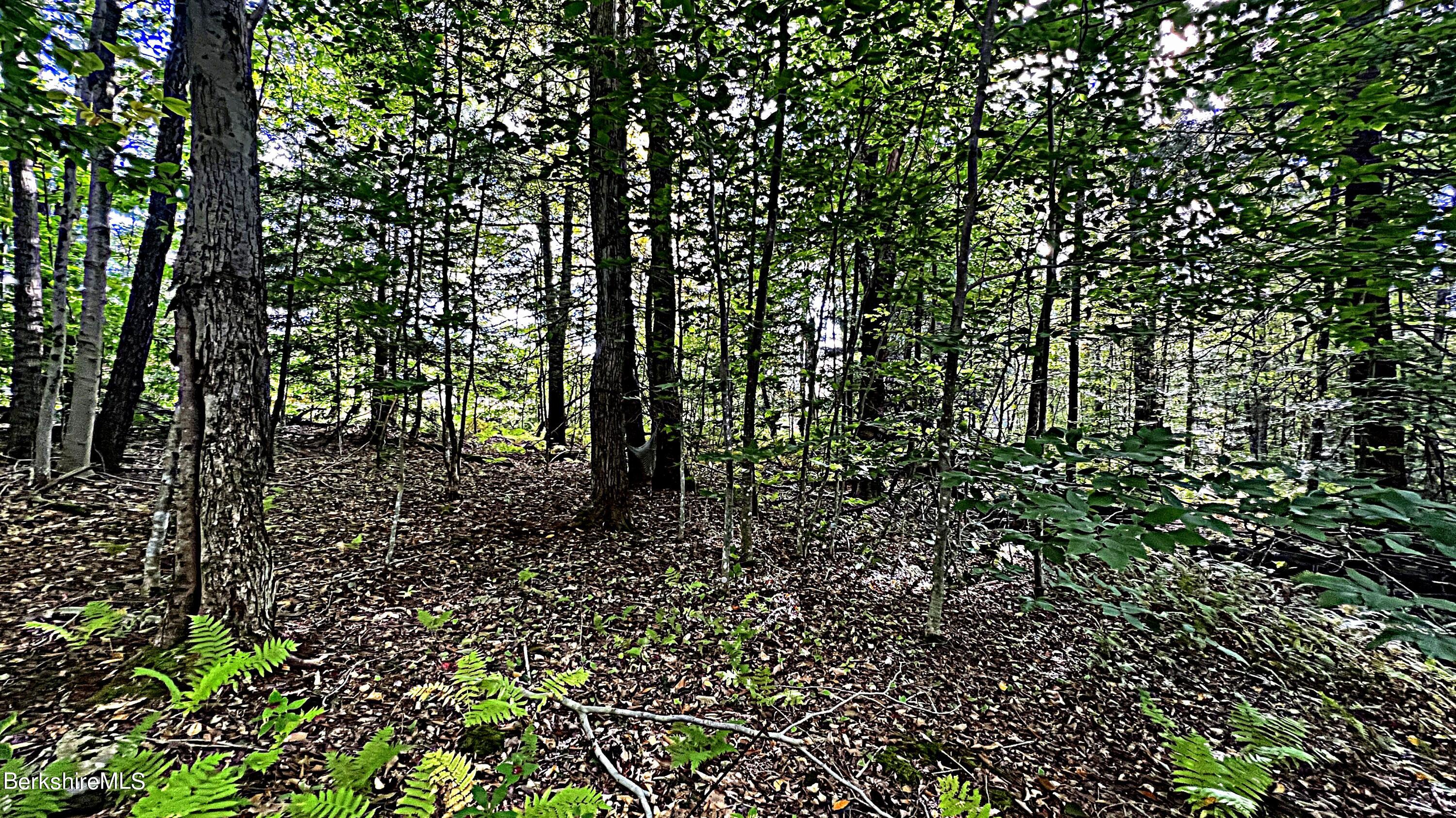 Becket Road Otis, MA 01253 - Photo 5 of 12 a view of a garden