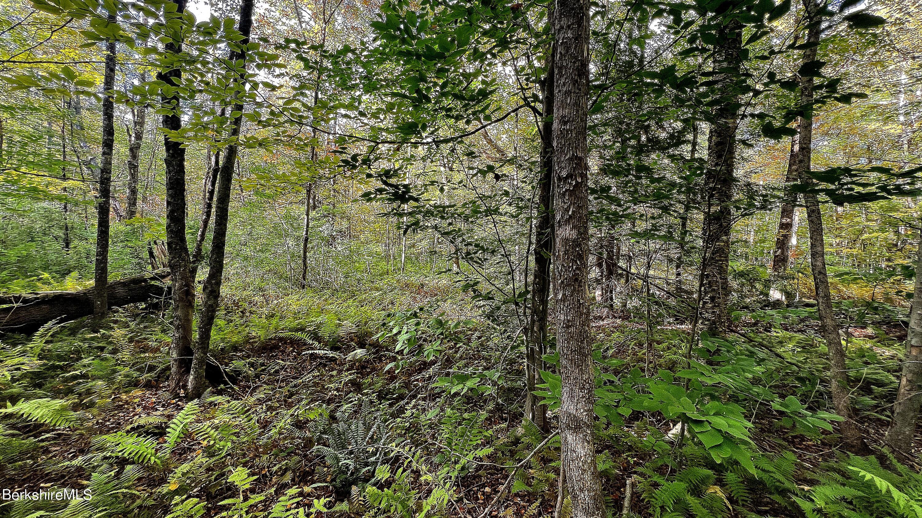 Becket Road Otis, MA 01253 - Photo 7 of 12 a view of a garden