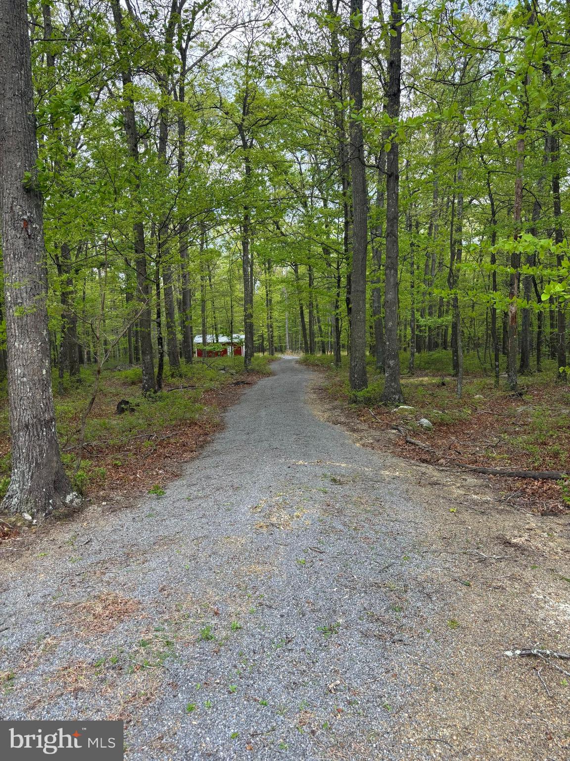 64 Trout Pass Park Road Mathias, WV 26812 - Photo 11 of 12 a view of a forest with trees in the background