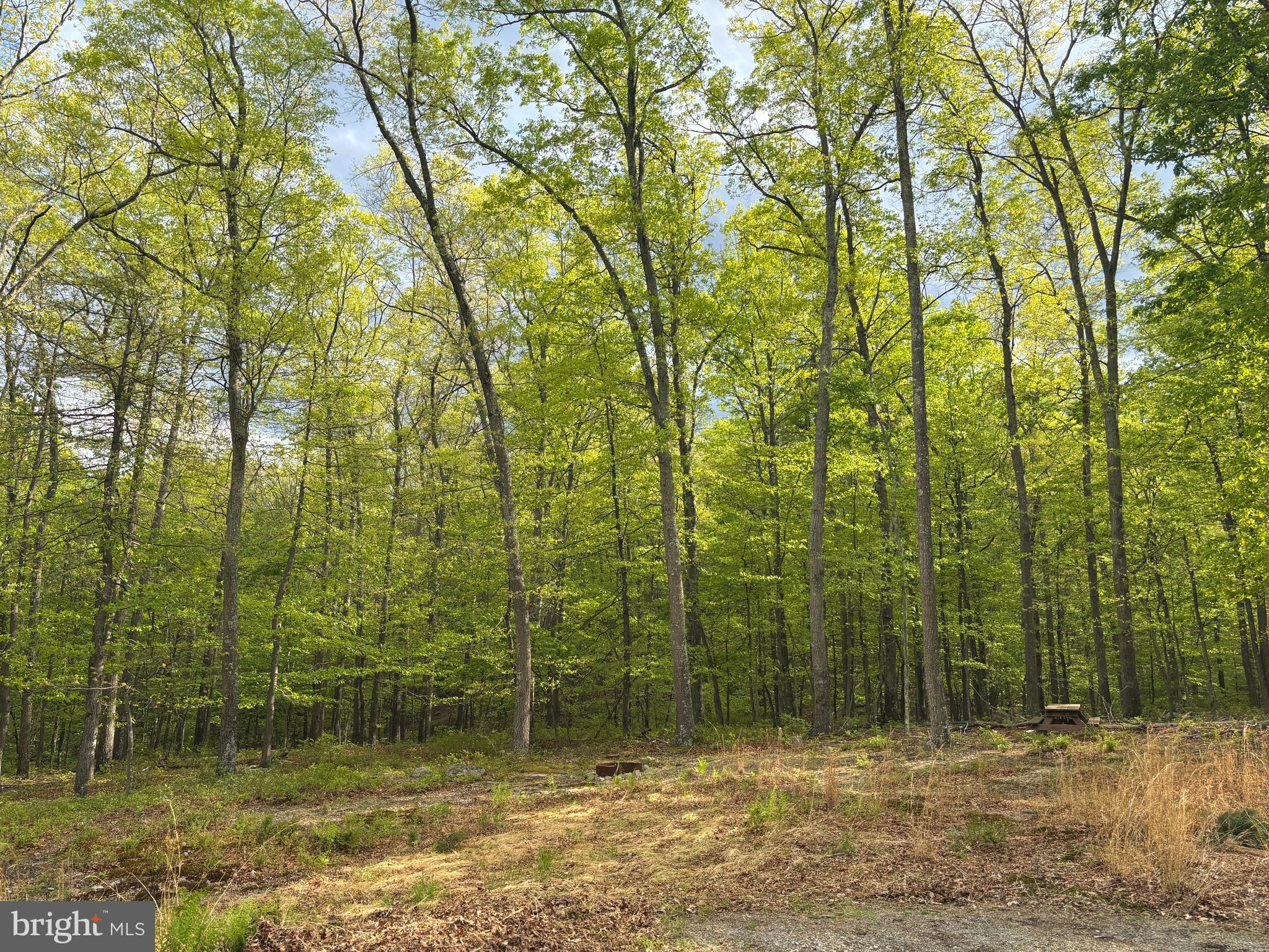 64 Trout Pass Park Road Mathias, WV 26812 - Photo 6 of 12 a view of a yard