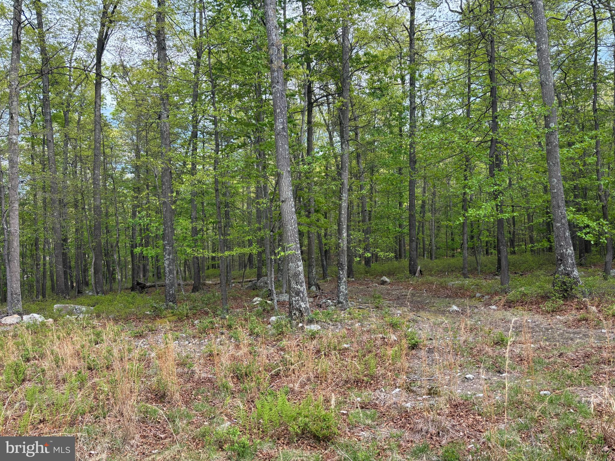 64 Trout Pass Park Road Mathias, WV 26812 - Photo 7 of 12 a view of outdoor space with lots of trees
