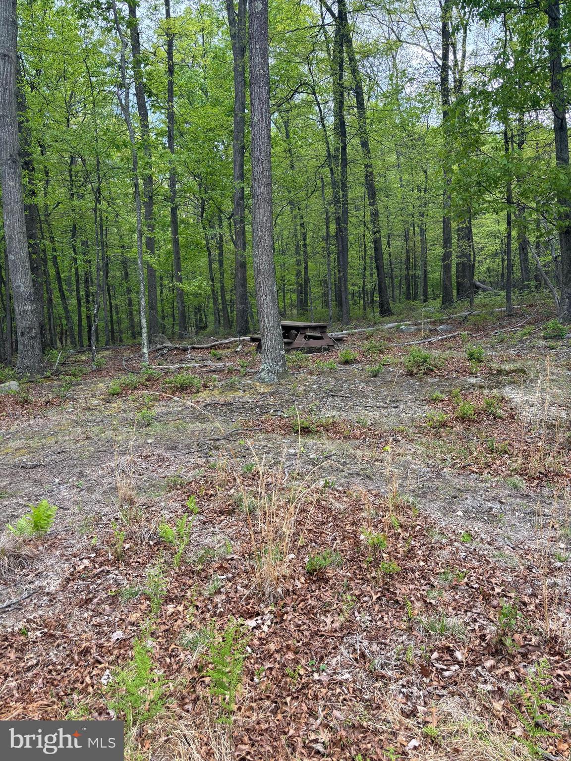 64 Trout Pass Park Road Mathias, WV 26812 - Photo 9 of 12 a backyard of a house with lots of green space