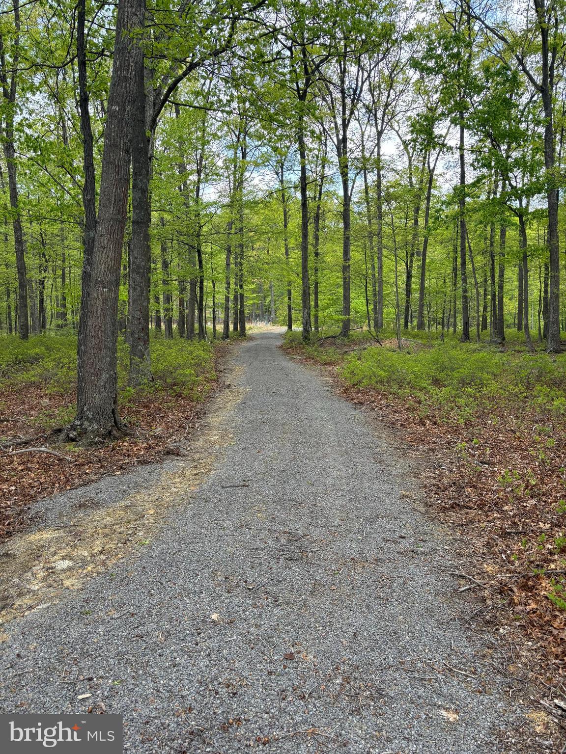 64 Trout Pass Park Road Mathias, WV 26812 - Photo 10 of 12 a view of outdoor space and tree