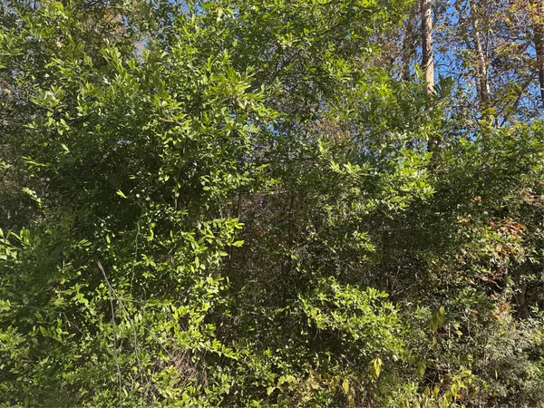 a view of a tree