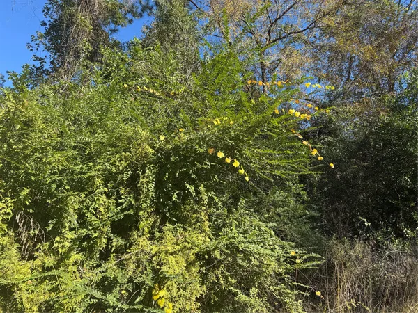a view of a tree in a yard