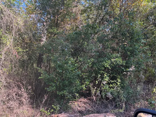 a view of a forest with a tree