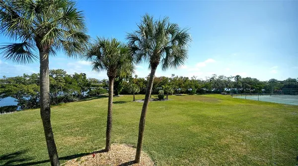 a view of a yard with a palm tree