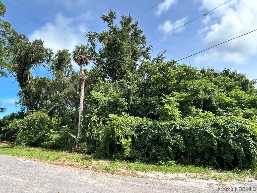 431 Live Oak Street Edgewater, FL 32132 - Photo 4 of 6 a view of a yard with plants and large trees