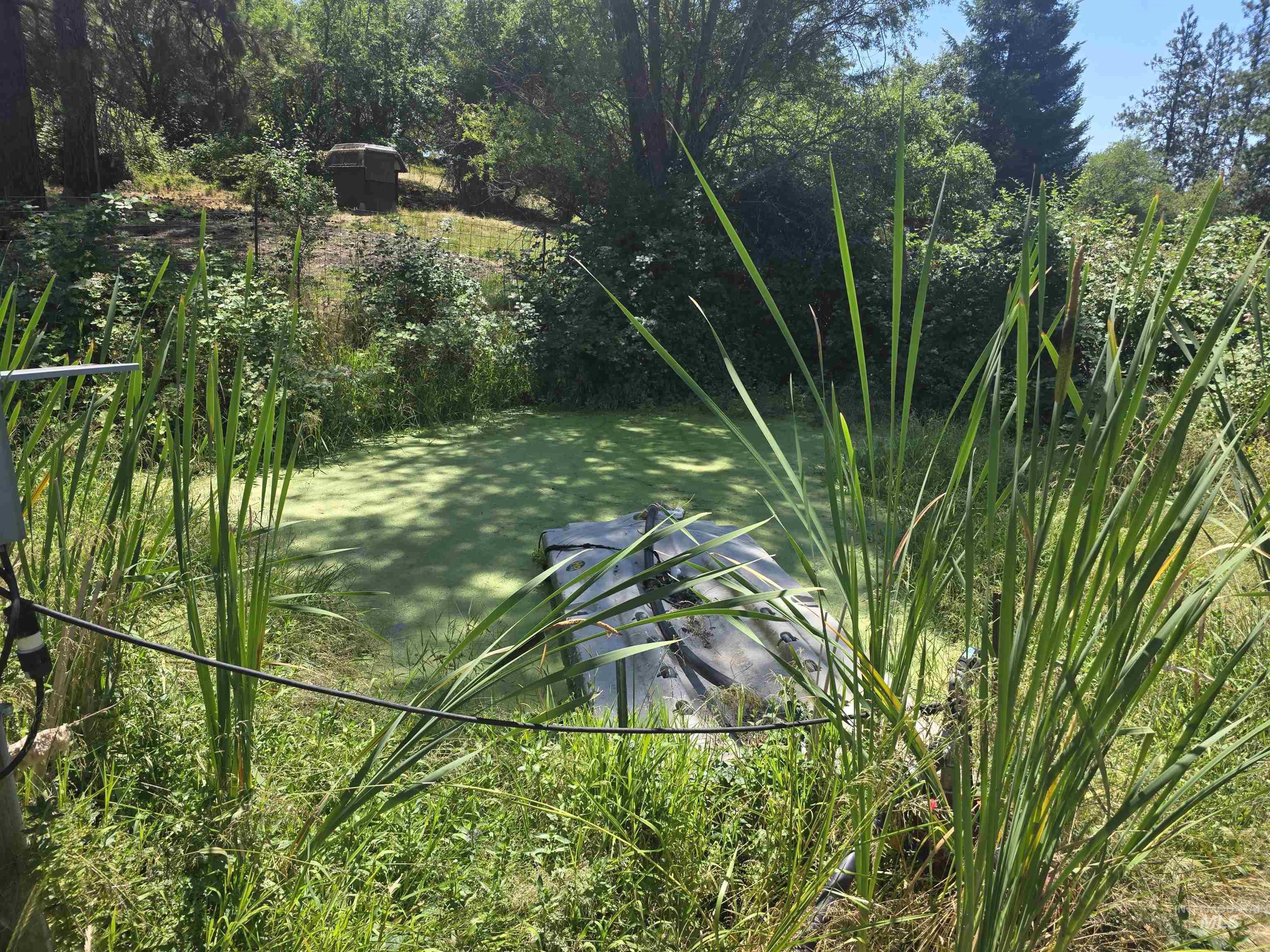 367 Woodland Road Kamiah, ID 83536 - Photo 49 of 49 Lush pond area featuring a water feature, surrounded by tall reeds and dense foliage