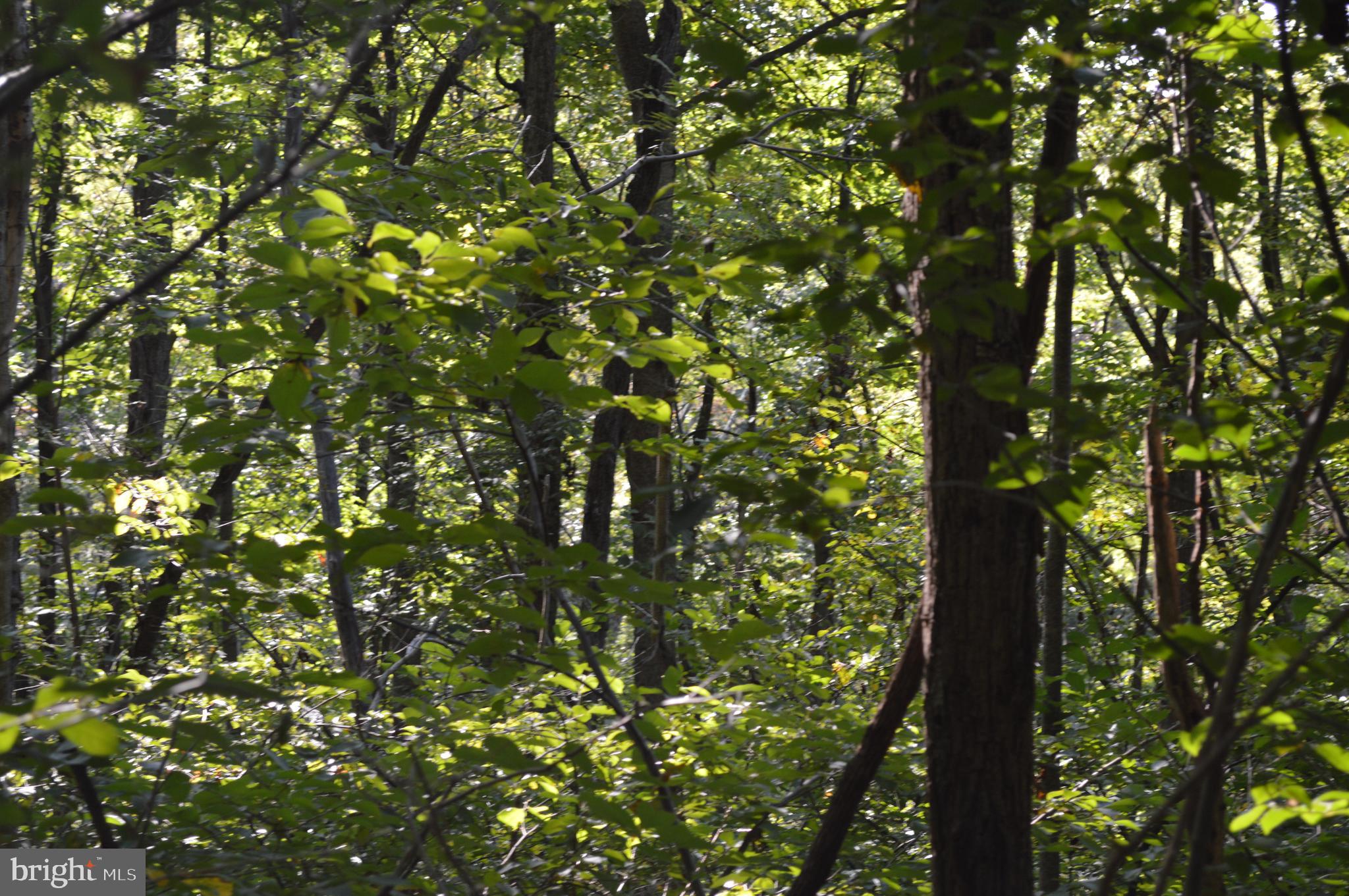 Freezeland Road Linden, VA 22642 - Photo 1 of 7