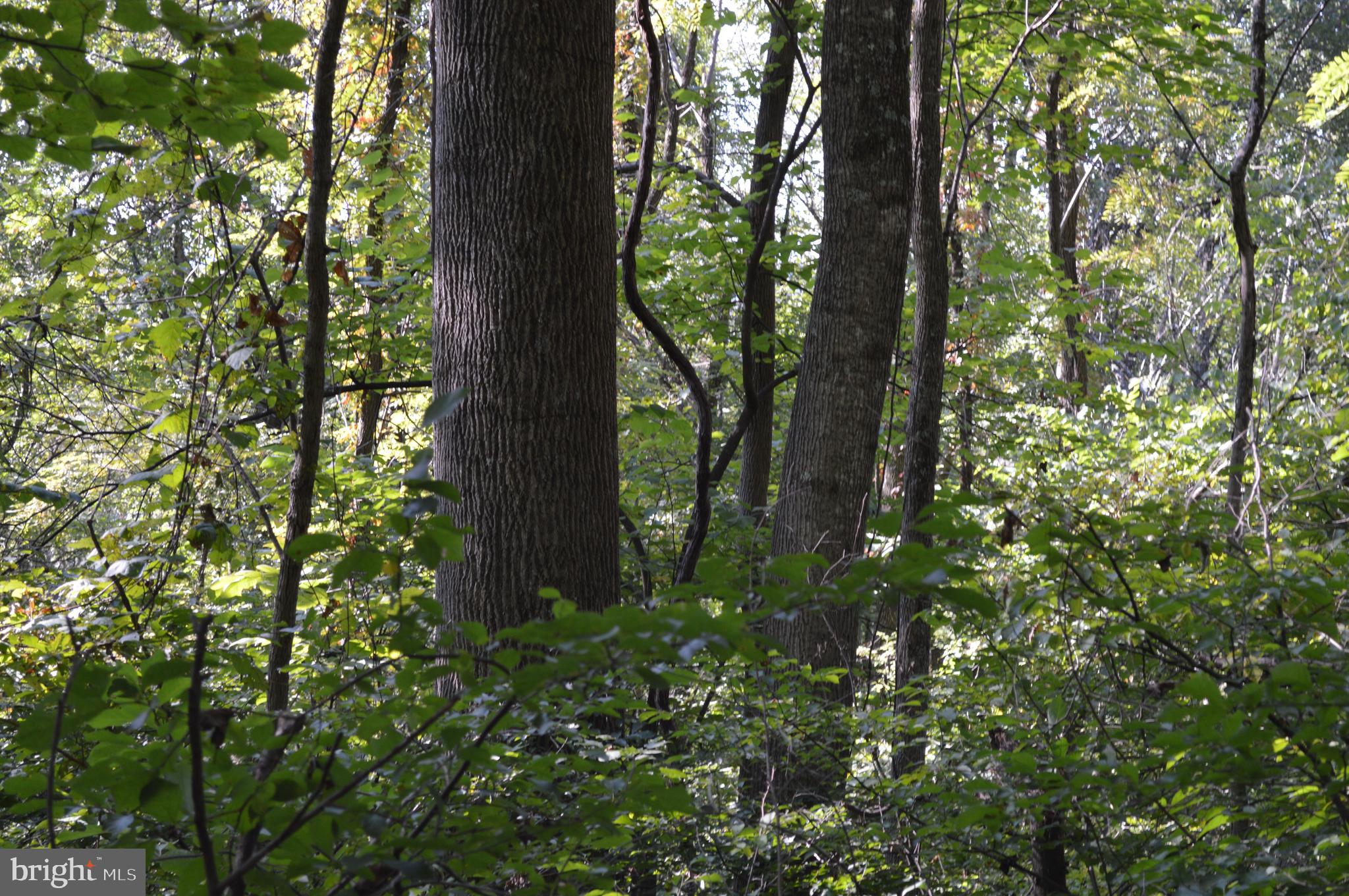 Freezeland Road Linden, VA 22642 - Photo 5 of 7