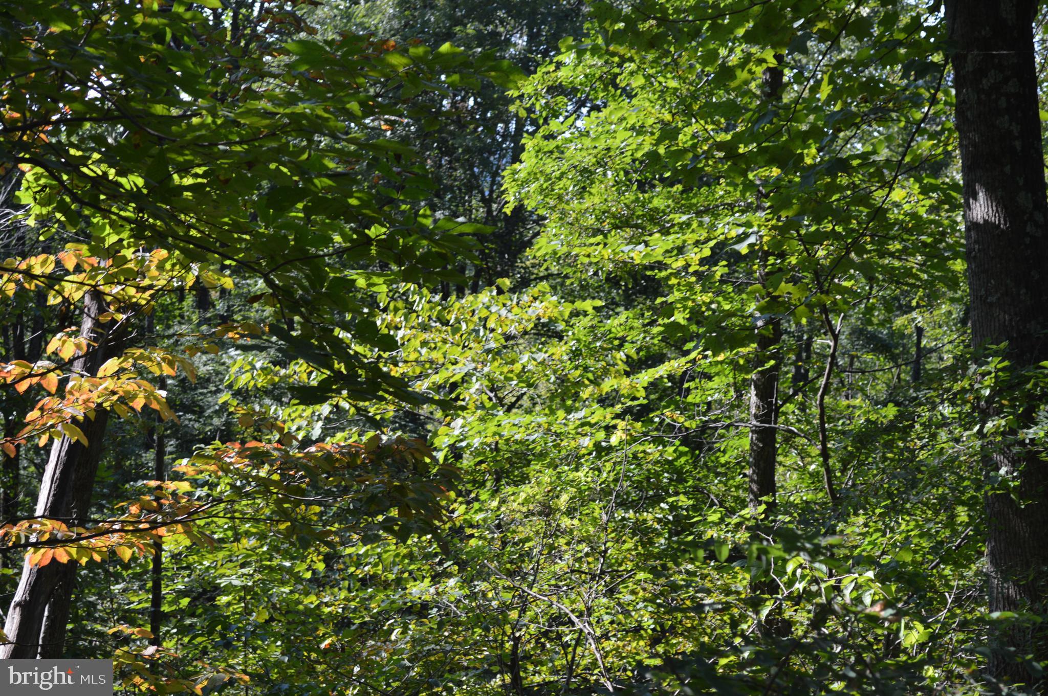 Freezeland Road Linden, VA 22642 - Photo 6 of 7
