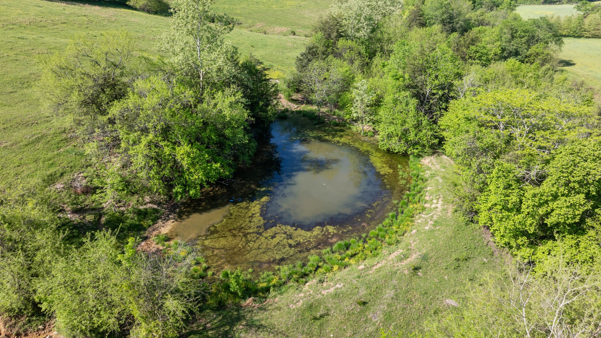 605 Red Oak Road Petersburg, TN 37144 - Photo 50 of 98 a close up of a plant in a garden