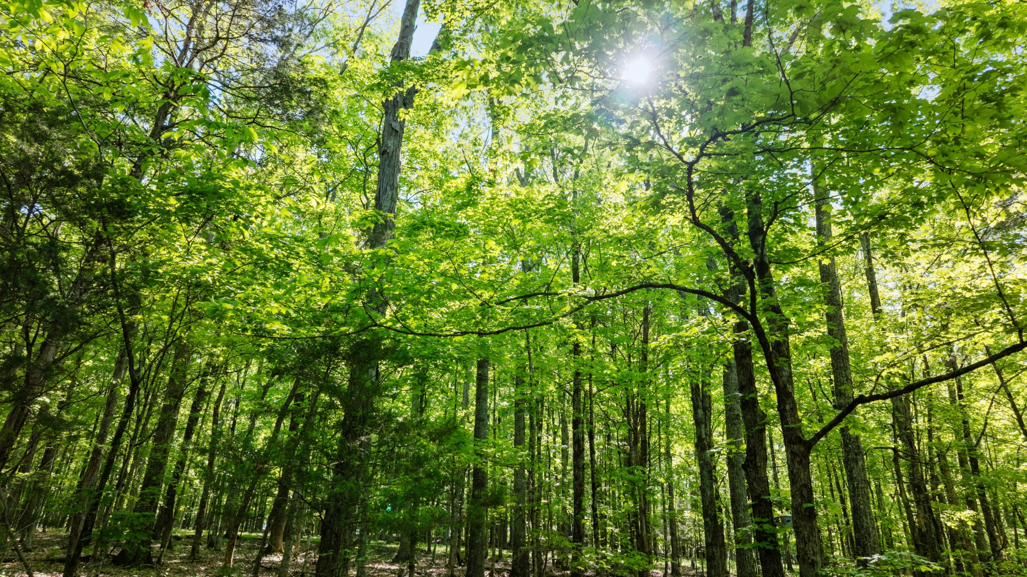 605 Red Oak Road Petersburg, TN 37144 - Photo 52 of 98