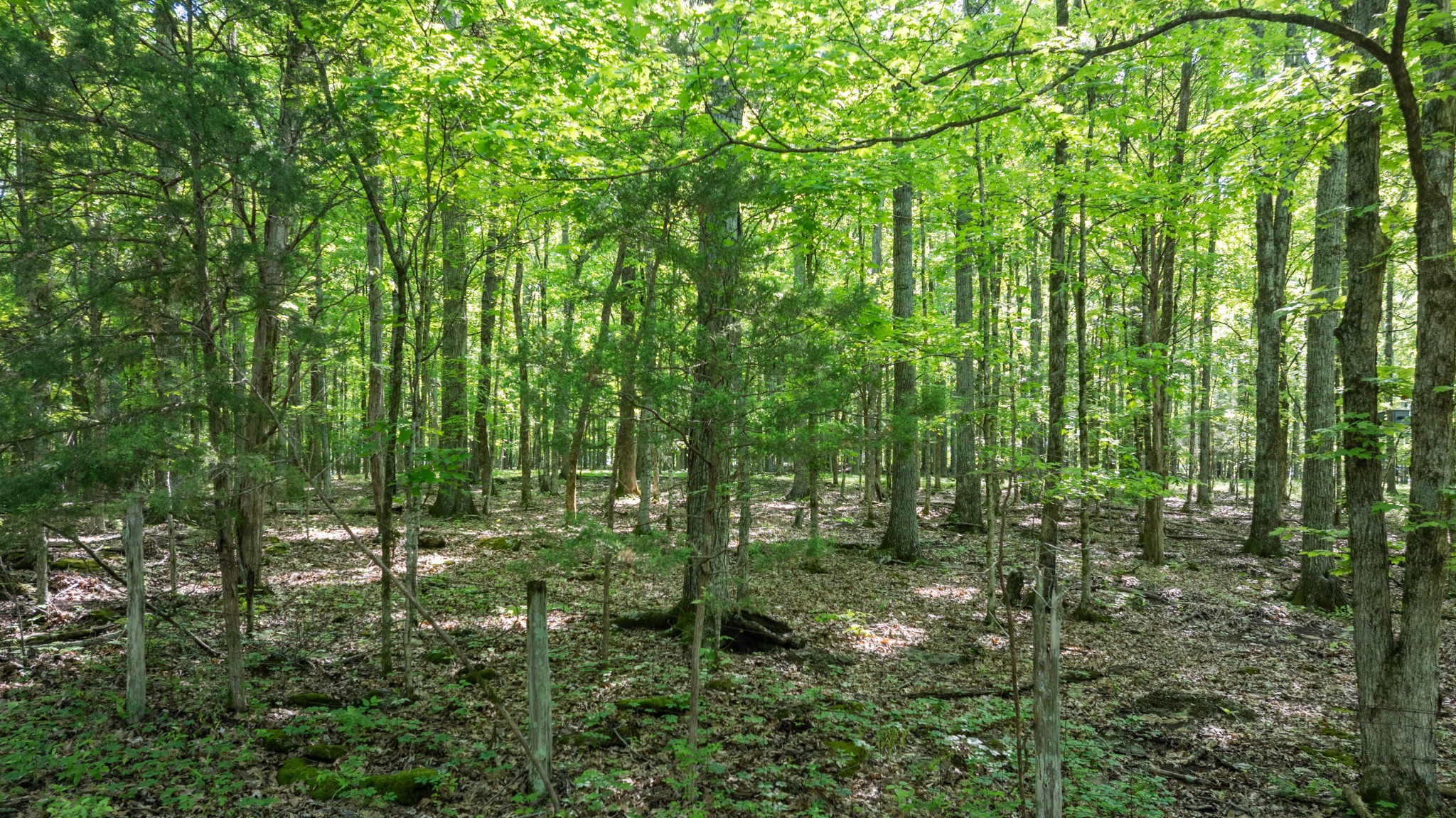605 Red Oak Road Petersburg, TN 37144 - Photo 53 of 98 a view of outdoor space and green space