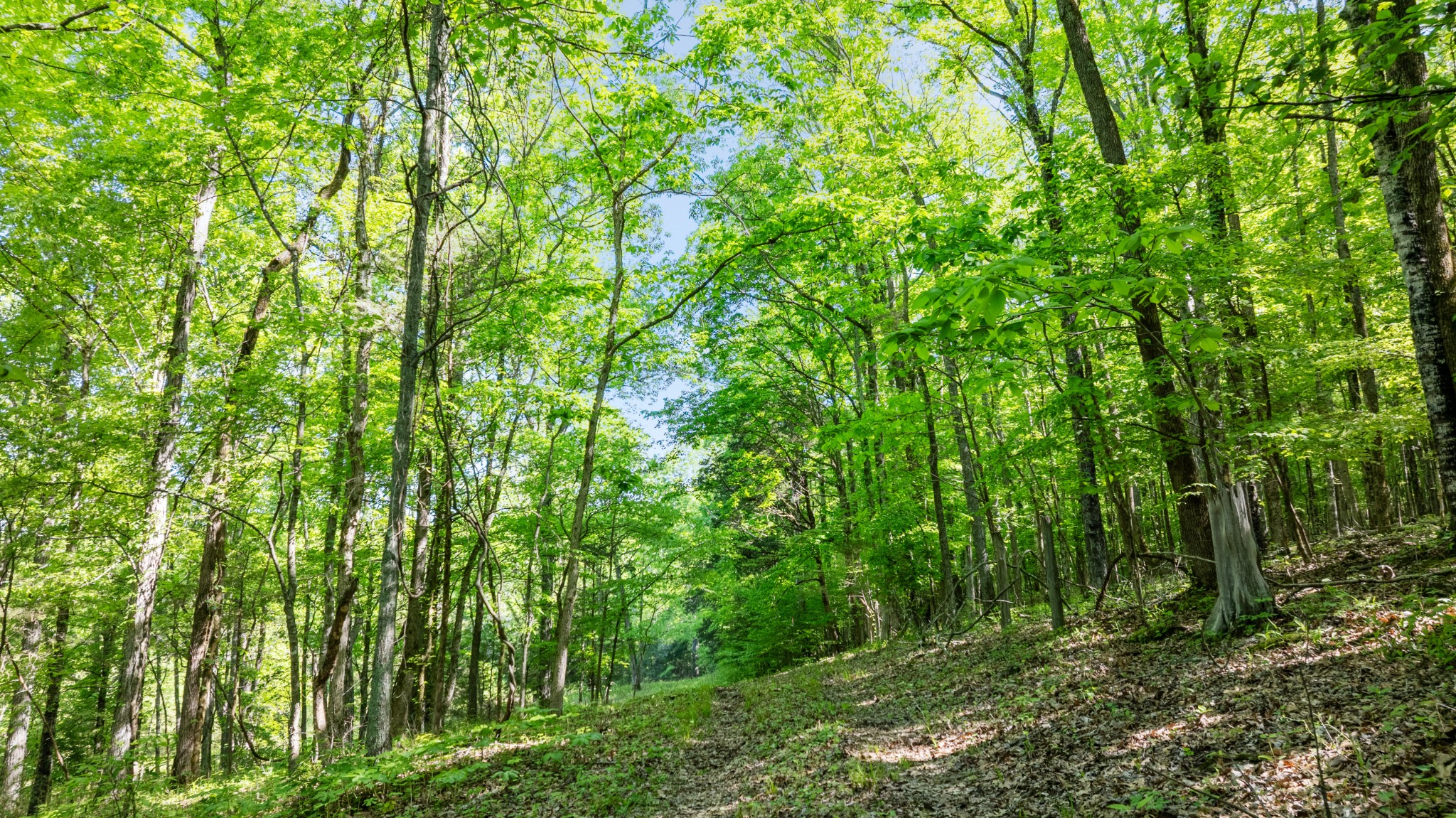 605 Red Oak Road Petersburg, TN 37144 - Photo 54 of 98