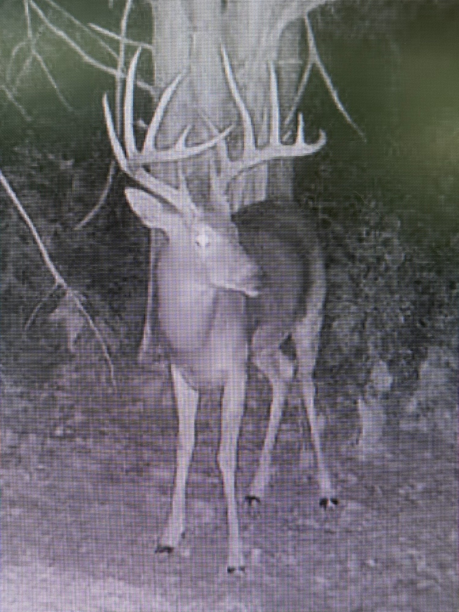 605 Red Oak Road Petersburg, TN 37144 - Photo 96 of 98 a view of a backyard