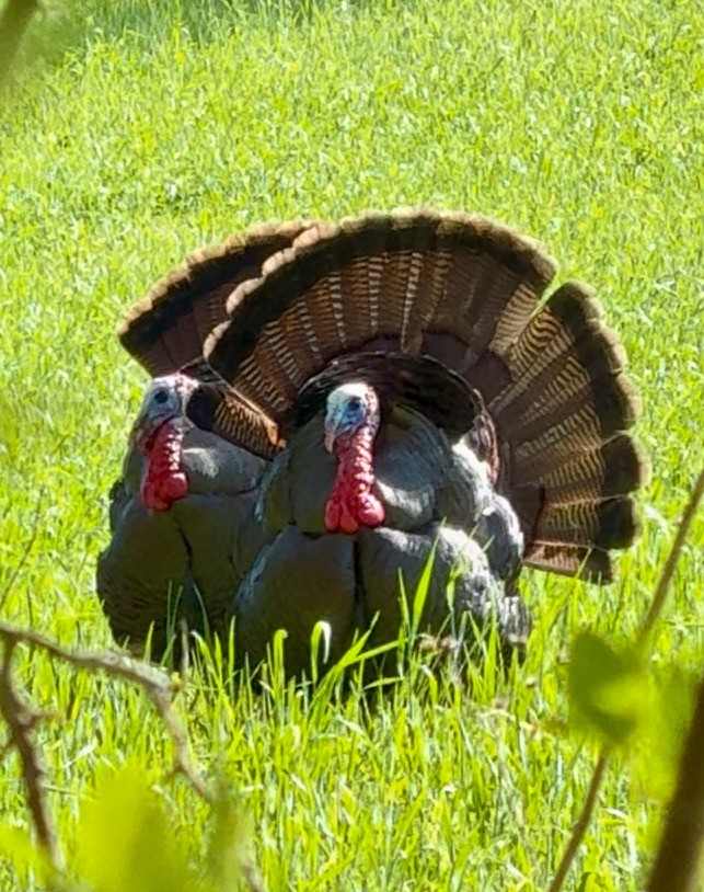 605 Red Oak Road Petersburg, TN 37144 - Photo 97 of 98