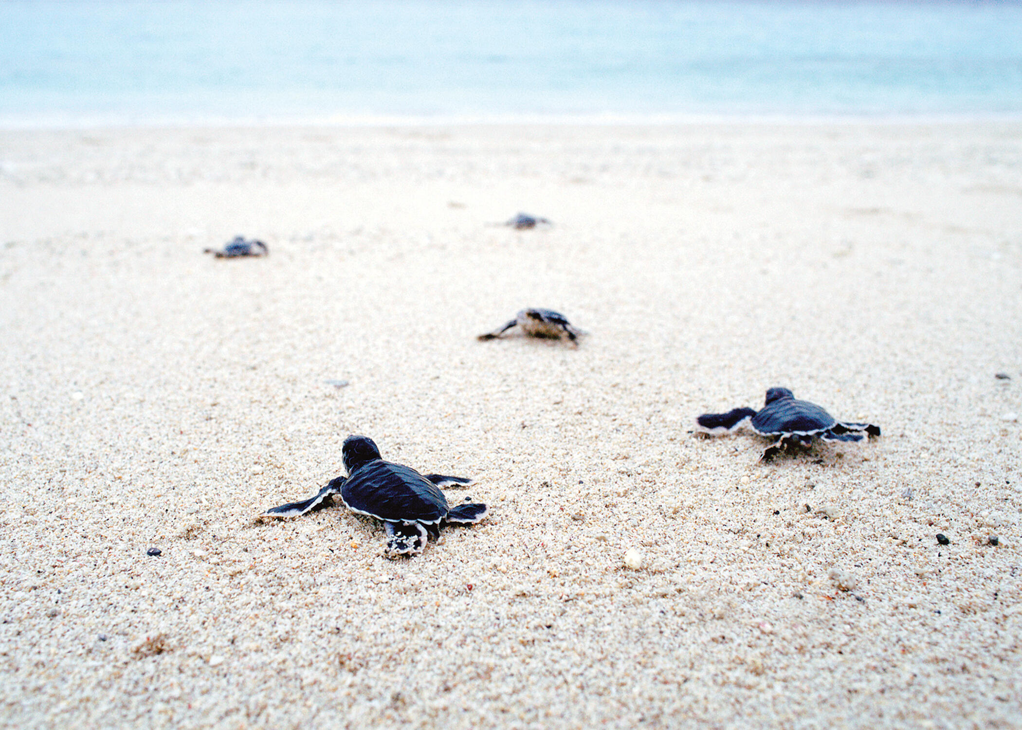 2416 Racquet Club Drive Seabrook Island, SC 29455 - Photo 118 of 121 60
