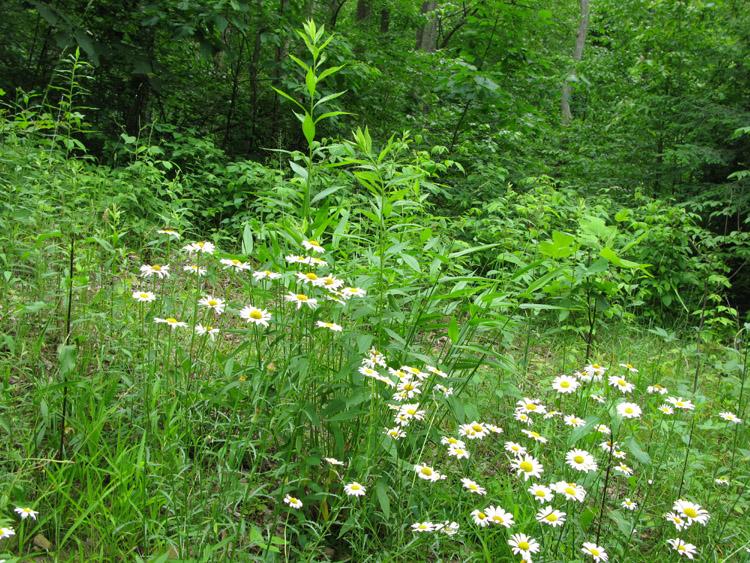100 Sweeneysburg Road Beckley, WV 25801 - Photo 3 of 17 Stop and smell the wildflowers