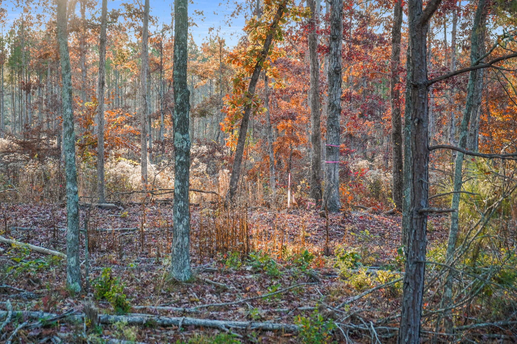 9 Walnut Grove Road Dover, TN 37058 - Photo 7 of 18 Gallery Image 7
