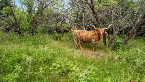 a backyard of a house with lots of green space and trees all around