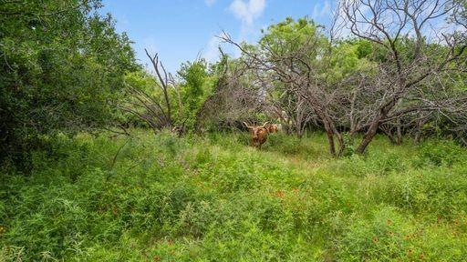 1101 Early Boulevard Early, TX 76802 - Photo 19 of 34 a backyard of a house with lots of green space and trees all around