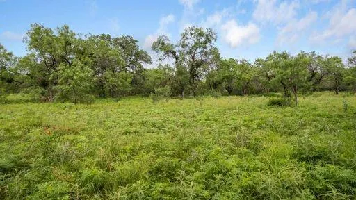a view of a big yard with plants and a large tree