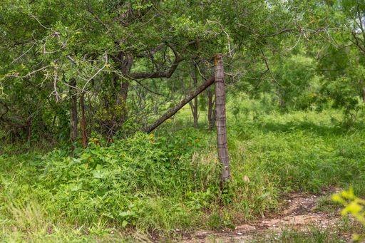 1101 Early Boulevard Early, TX 76802 - Photo 4 of 34 a view of a lush green forest with large trees