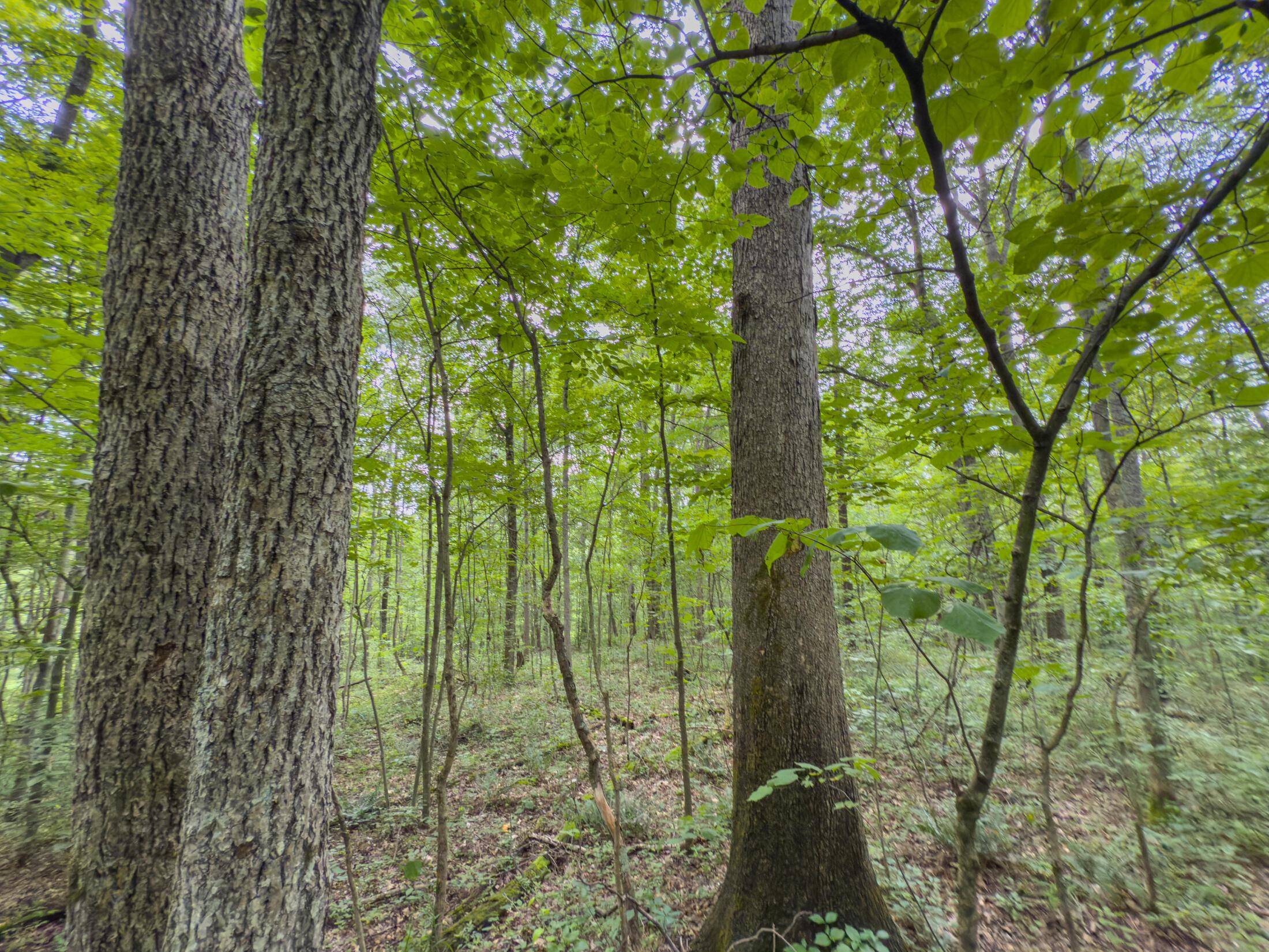 0 Sowers Road McArthur, OH 45651 - Photo 19 of 20 IMG_0346