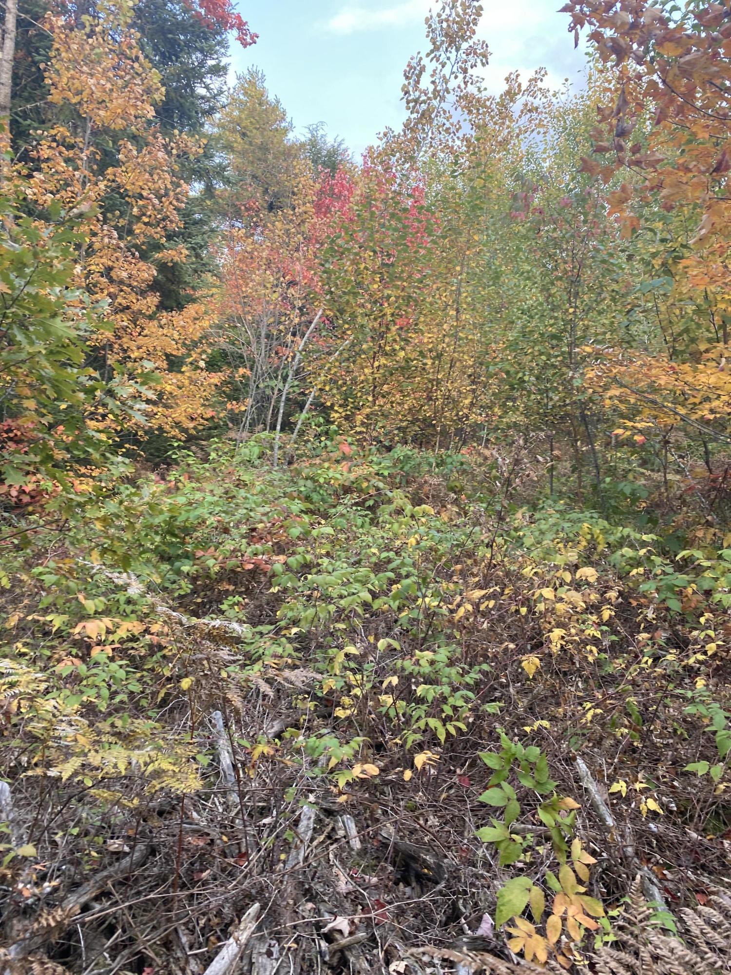Lot 26 Tom Murray Road Carmel, ME 04419 - Photo 10 of 16 Photo Sep 27, 4 19 56 PM