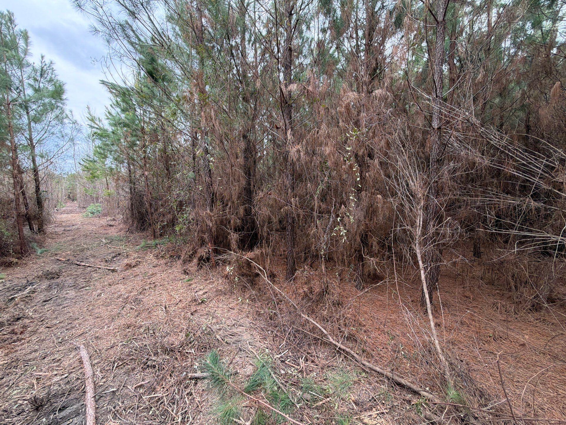4 J C J C Barefoot Road Patrick, SC 29584 - Photo 12 of 21 16-Feb 11 2026 06_17pm-aZWL