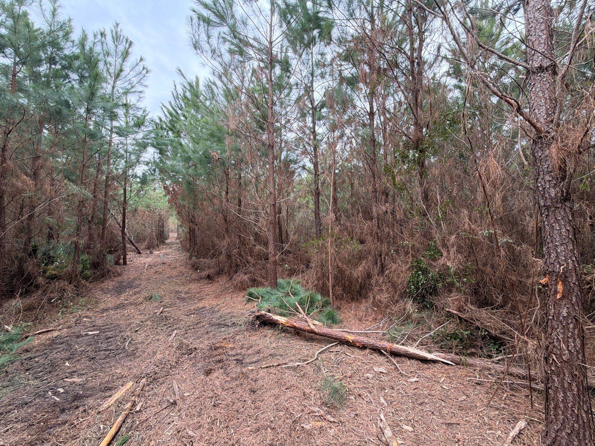 4 J C J C Barefoot Road Patrick, SC 29584 - Photo 16 of 21 11-Feb 11 2026 06_13pm-dvRZ
